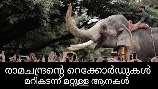 രാമചന്ദ്രന്റെ റെക്കോർഡുകൾ ഒന്നൊന്നായി തകരുമ്പോൾ | Thechikottukavu ramachandran elephant