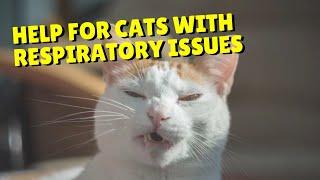 Feline Upper Respiratory Issues | Two Crazy Cat Ladies