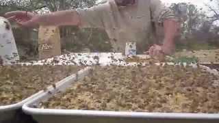 FLOUR FEEDING Beepollen Substitute Spring Beekeeping Video, Beekeeper John Pluta Georgia Honeybees
