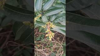 Heavy Flowering In My Six Month Old Mango Plant, But We Removed It, So Plant Grow Well In Future. 