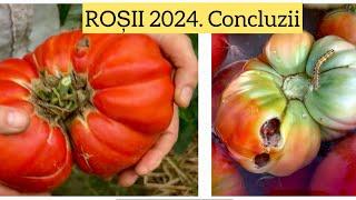 Ep5. Rosii 2024. Recolta si concluzii pentru anii urmatori #bio #rosii #omizi