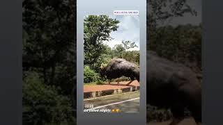 Ooty Bison