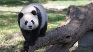 #DCPandas: A Merry Moment With Bao Li and Qing Bao