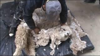 Esquila correcta de Alpaca / Correct shearing of Alpaca