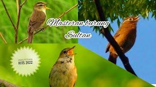 Masteran burung kombinasi || sikatan londo || kerak basi || wambi mini