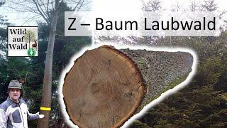 Finde den Zukunftsbaum im Laubwald um Wertholz zu ernten!