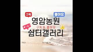 영암농원 쉼터갤러리 #소나무 #나무 #묘목