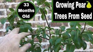 How To Grow Pear Trees From Seed - 33 Months Old!