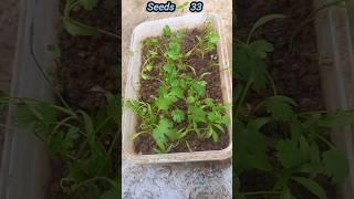 How to grow Dhaniya at home || বাড়িতে ধনিয়া বাগান #seedsplants33 #dhaniya #seeds #grow #home