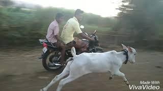 AKSHAY KADAM wasaru and bike race haranya