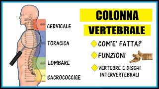 The Vertebral Column: anatomy, functions and its curves (also subtitles english)