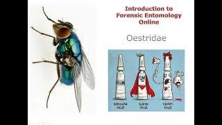 10 4 Oestridae