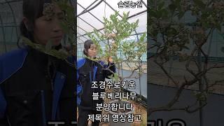 조경수로 키운 블루베리나무 분양합니다