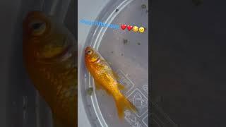 OJ the goldfish is dying