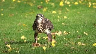 Common Buzzard with prey