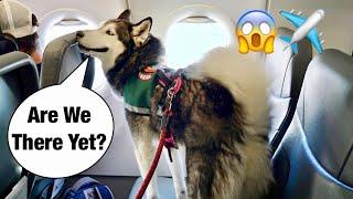 Taking Meeka The Talking Husky On An Airplane!