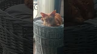 Заветное слово️