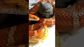 Snake Martini