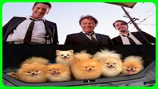 Reservoir dogs explained by an idiot