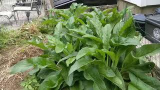 Feeding Meat Rabbits Naturally With Comfrey- Amazing Growth Updates!