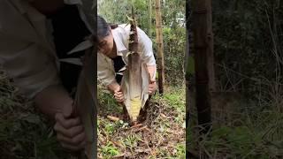 Exploring the Secrets of Bamboo Forests: Uncovering the Mysterious Layers of Bamboo Shoots