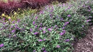 LO & BEHOLD® 'Blue Chip' Butterfly Bush