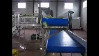 broccoli processing line / brocoli linea de procesamiento