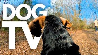 GoPro DogTV | Your Dog's 5hr Virtual Dog Walk Through The Scenic Countryside  Dog Point-Of-View