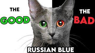 MUST-KNOW Russian Blue Cat PROS And CONS