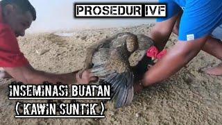 Cara berternak Ayam salah satu Farm besar Thailand