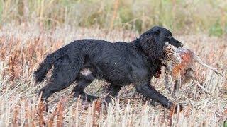 Walked up pheasant shooting in Buckinghamshire