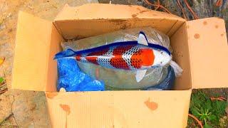 Unboxing New Japanese Koi Fish shipment. Uk koi pond