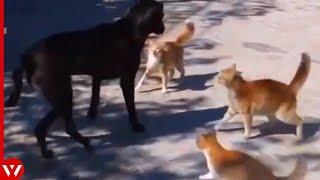 This Dog Messed with the Wrong Cats