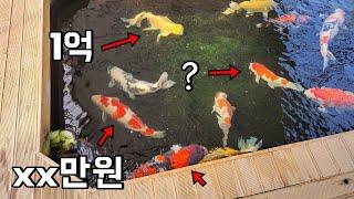 1마리 1억한다는 비단잉어 양식장 방문기! 물고기가 왜 이렇게 비싼걸까요??