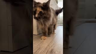 Maine Coon | Mendy ottima portiere ! ️‍⬛ |#mainecoon