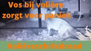 Vos zorgt voor paniek in de Volière | Schrikdraad Online