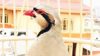 Best Chukar Partridge Singing - صدای کبک مست