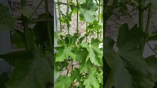 Сложный, но важный выбор... #виноград #grape #garden