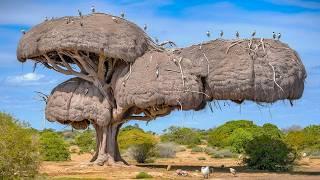 15 Most Amazing & Largest Nests in The Animal World