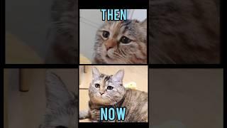 Famous Cats memes(Then vs Now) #meme #memes #nostalgia #catmemes