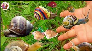 HUNTING snail RAINBOW‼️ WOW..dapat siput kepiting,keong kerucut,bekicot albino dll #mencarisiput