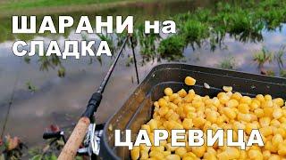 ШАРАНИ на СЛАДКА ЦАРЕВИЦА с БОЛОНЕЗА и МАЧ-РИБОЛОВ на ПЛУВКА