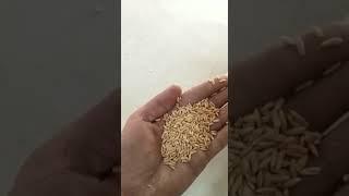 SEED PROCESSING PLANT 1-2 TPH CAPACITY | SEED CLEANING AND GRADING PLANT | 8950146476 | 8950246476