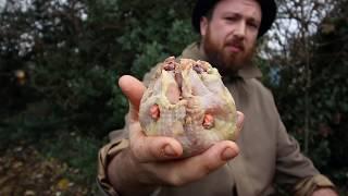 Eating a Hedgehog: Clay-Baked Mock-Hedgehog cooked in fire