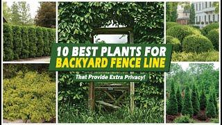 Backyard Privacy! 10 Best Plants for Backyard Fence Line That Provide Extra Privacy! 