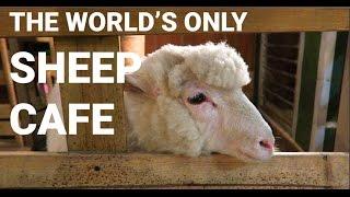 The world's only sheep cafe: Wool you visit this?