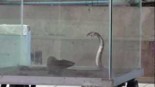 ヘビのコブラ　対　マングース　Cobra vs. Mongoose　タイ　衝撃！