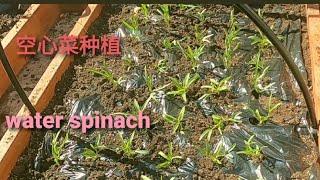 庭院种菜，种植空心菜(how to grow water spinach in UK)英国种植空心菜，如何保温种植空心菜。