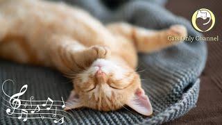 Therapy Music for Stressed Cats - Peaceful Harp Music & Cat Purring for Anxiety Relief