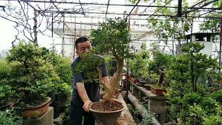 十年异地培植云贵黄杨盆景的奥秘ユングイボックスウッド盆栽の遠隔栽培の10年Ten years of remote cultivation of Yungui boxwood bonsai